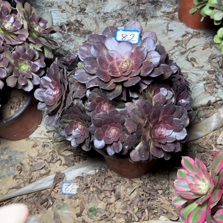 多肉植物艾伦法师52