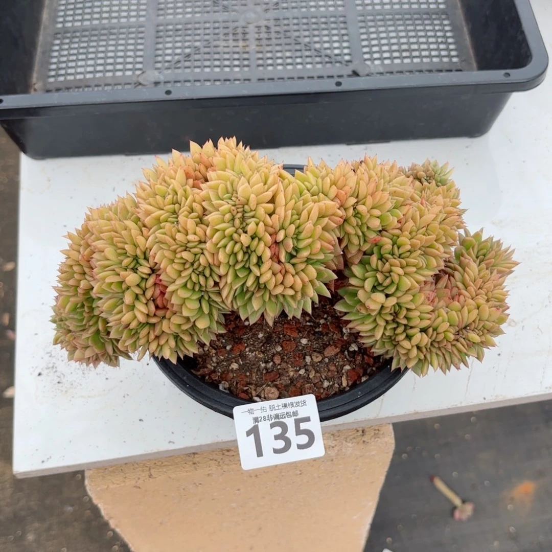 红玉缀化无盆土发货