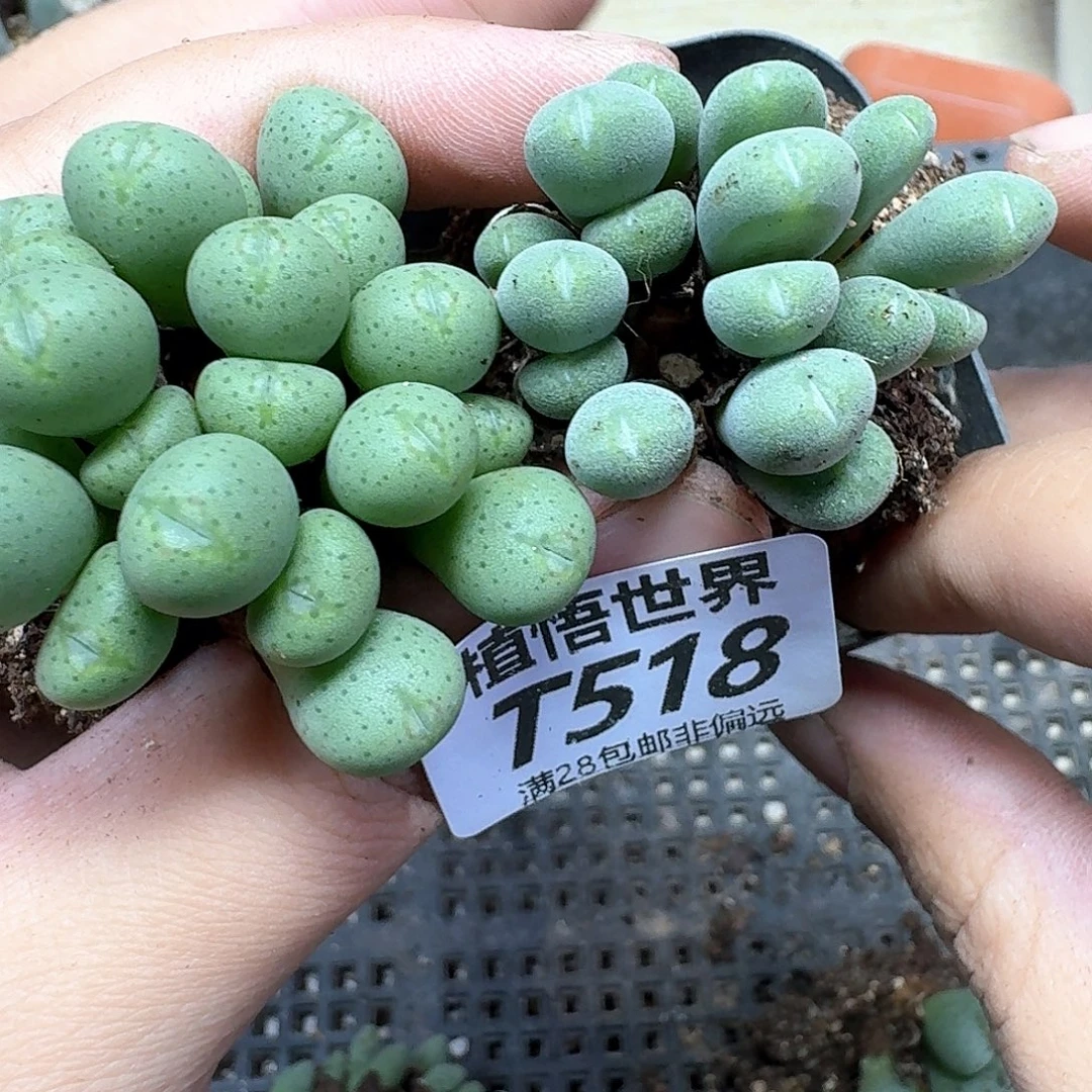 多肉植物的润泽egbn