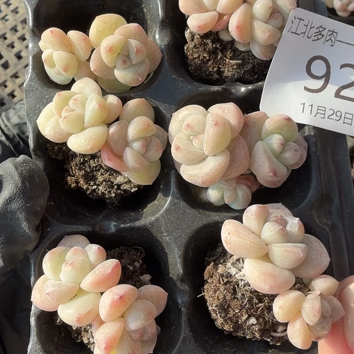 92 号到手1框一物一拍