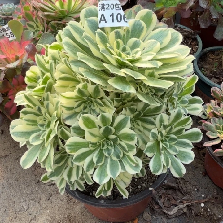 106迈巴赫20厘米以上高