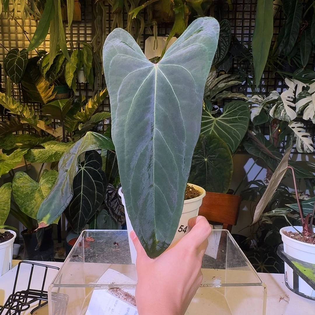 完全开放F97papifs杂小羊皮