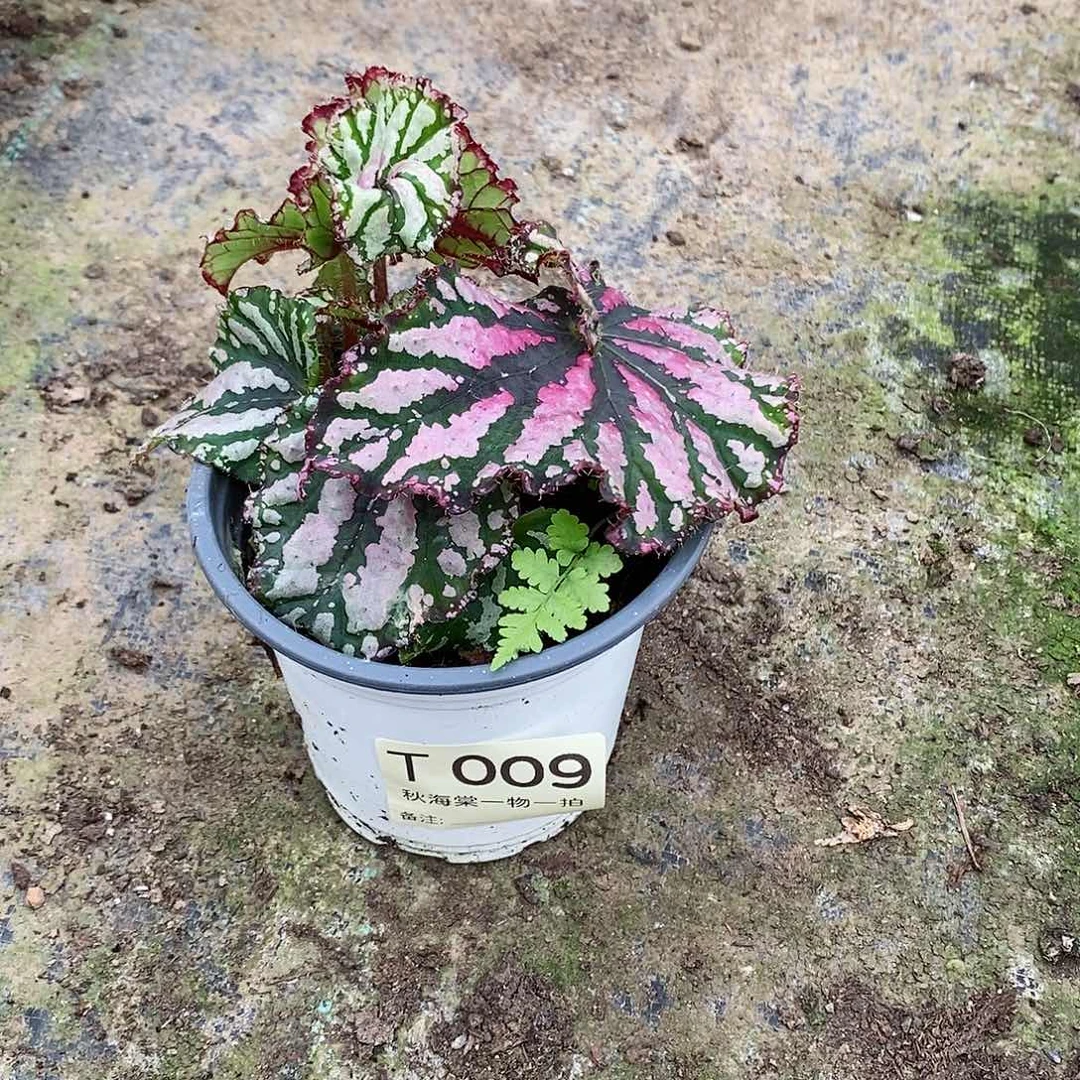 不开花植物漏*秋海棠009