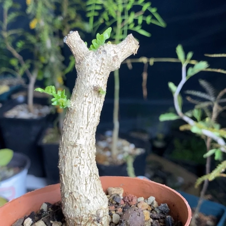 尼勒达带盆土发货