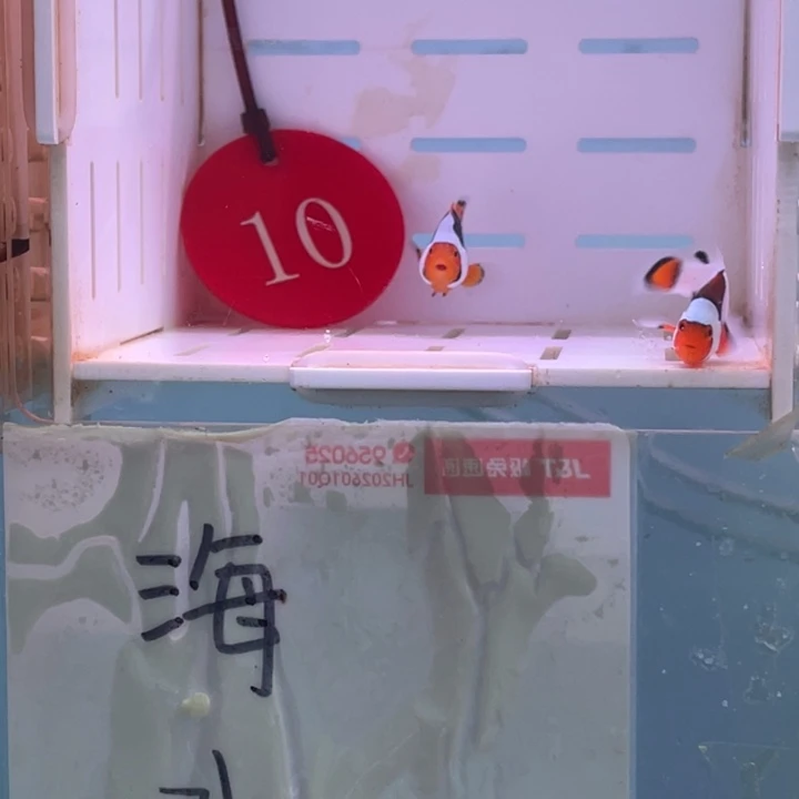 2-5热带海域公毕加索2条3左右