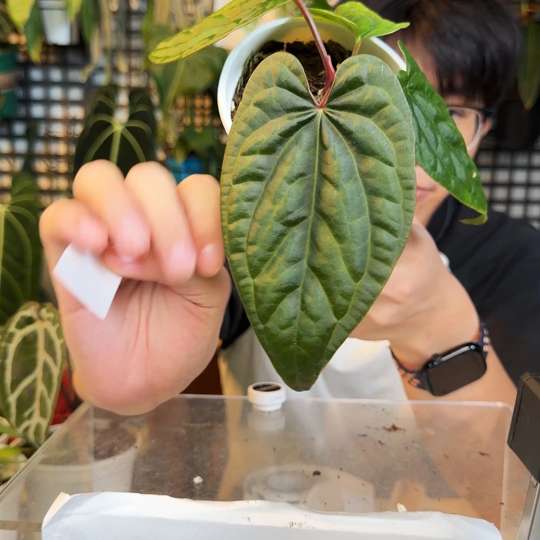 完全开放F157 bvep杂奢华