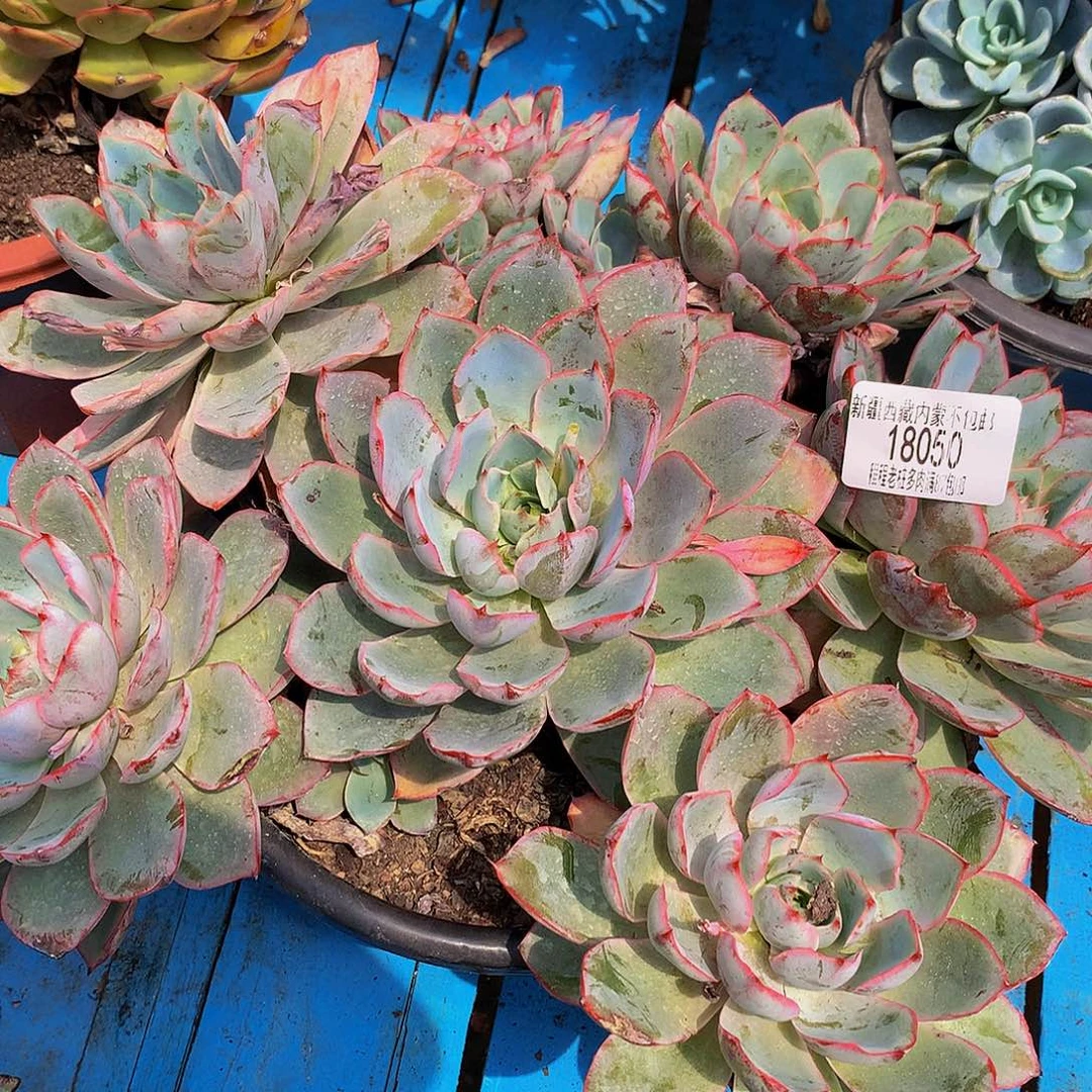 义***姐赫拉18050多肉鹅v哦肉了u