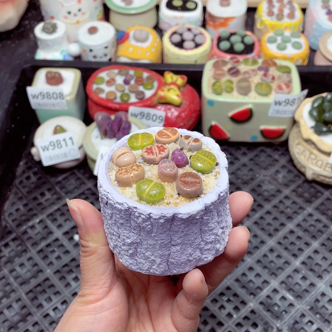 w9814 -零下地区拍保温箱-15支持寄养