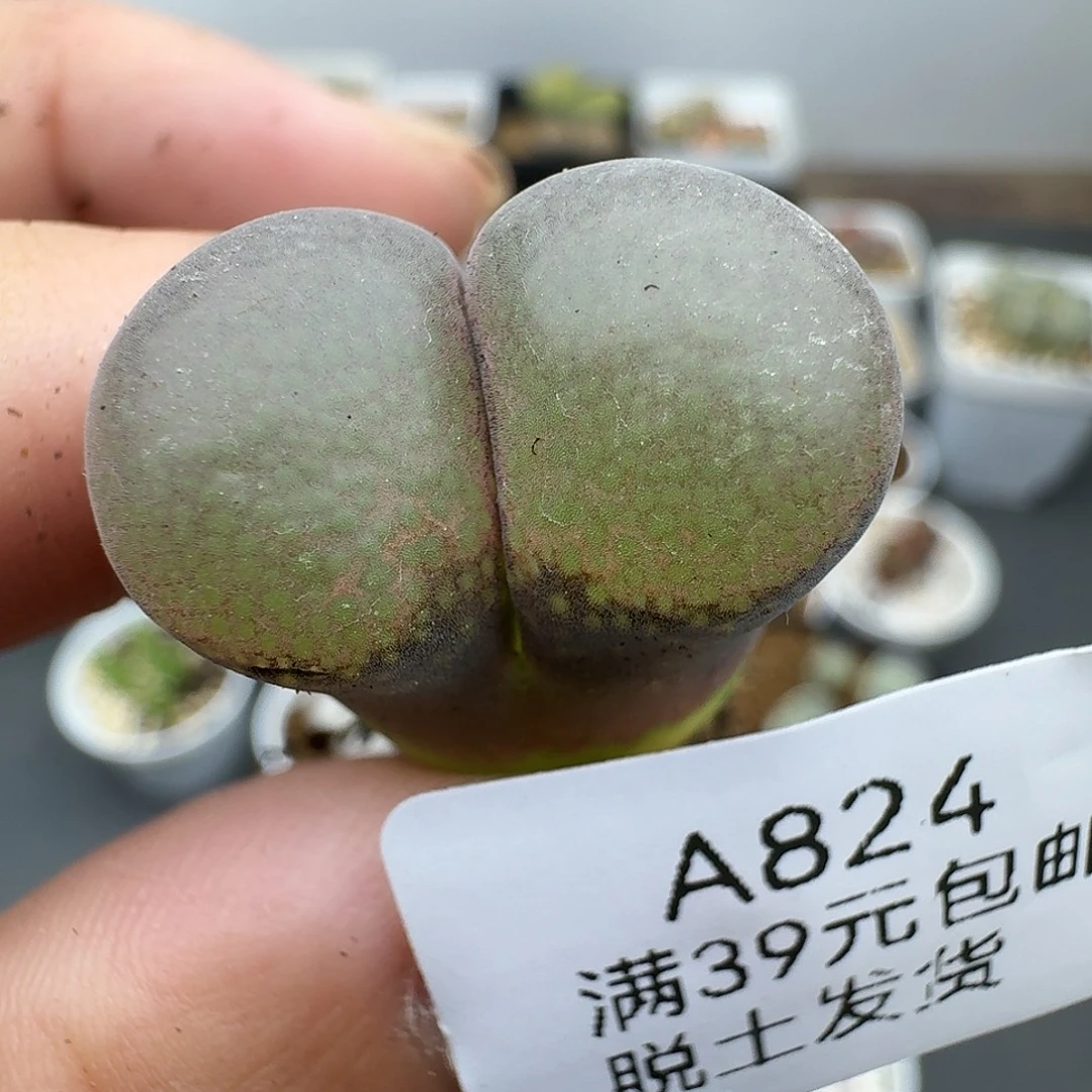 824多肉哈哈哈哈哈哈哈