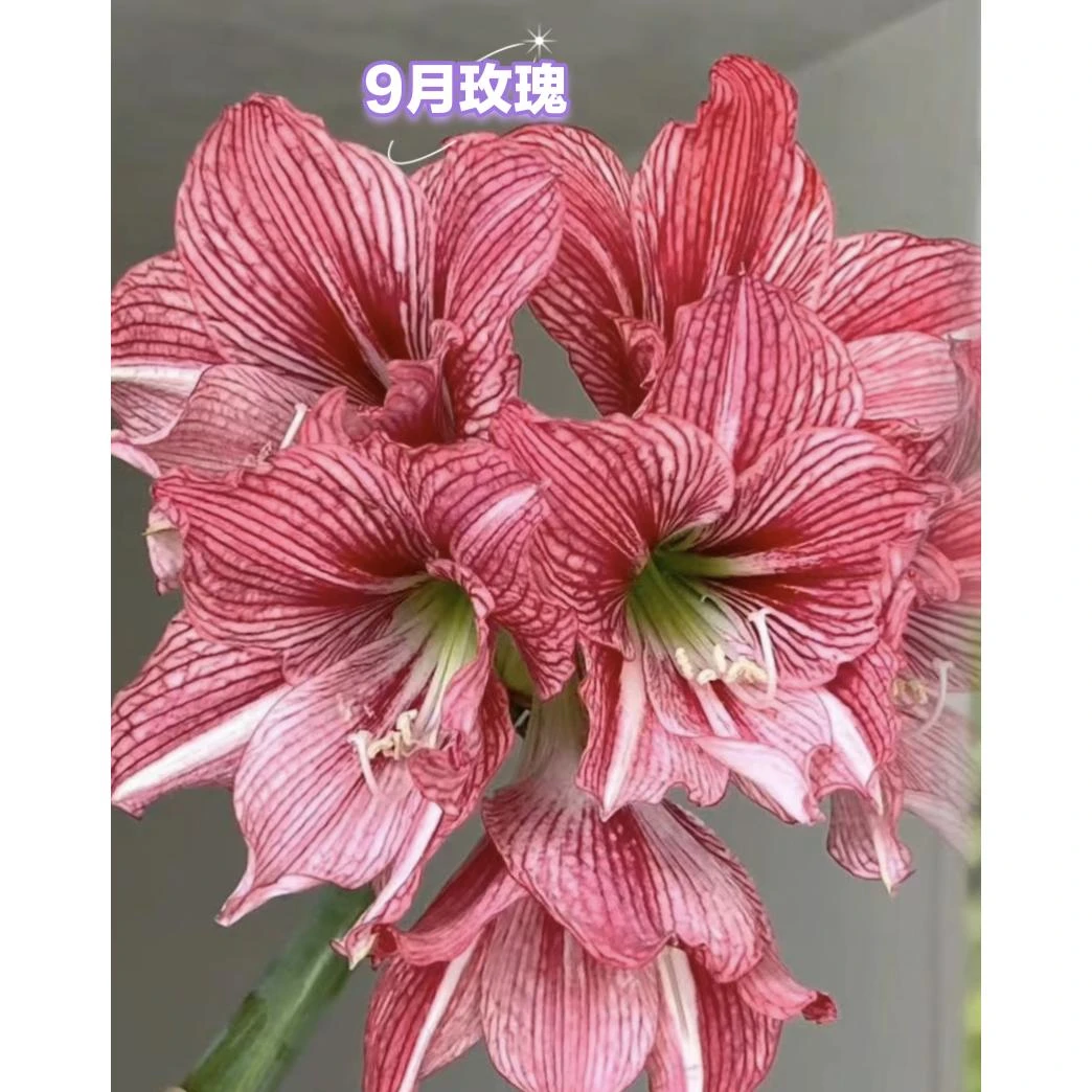 九月玫瑰线单瓣朱顶红种球春季开花室内外好养活盆栽植物3到4公分