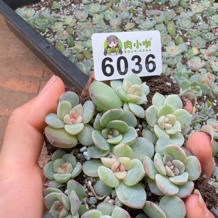 多肉植物多肉植物