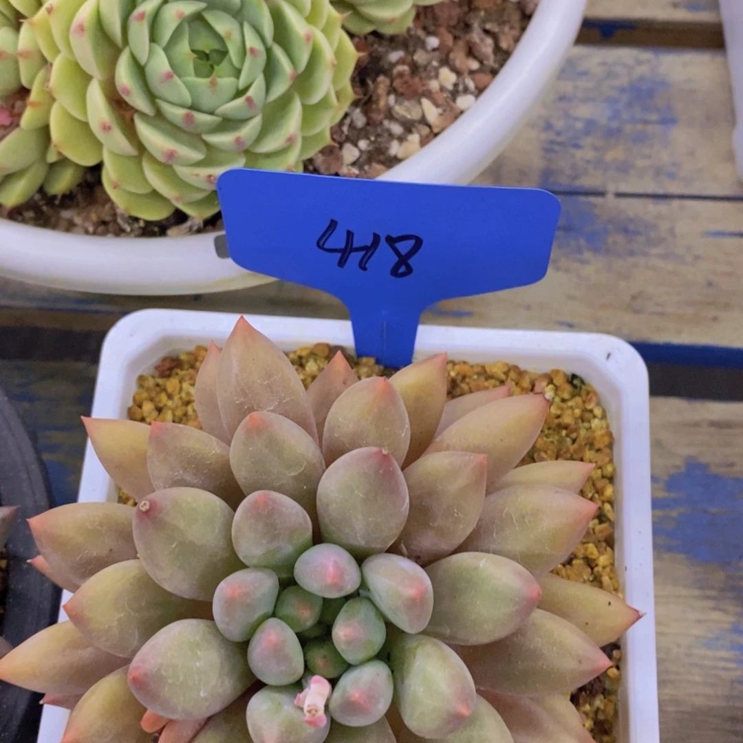 多肉植物，一物一拍，3单包邮