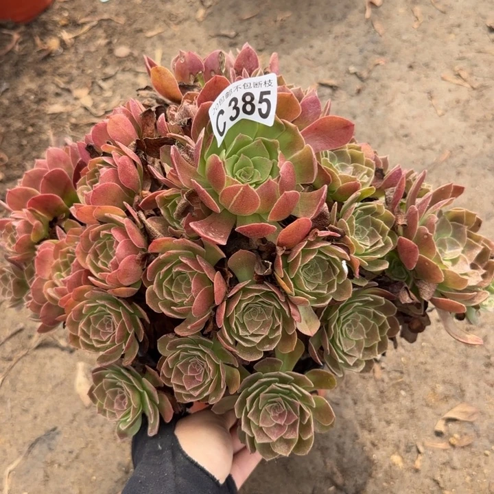 赤焰莲……多肉植物……