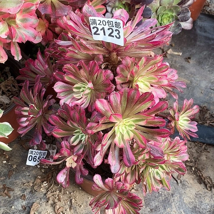 2123 一颗红铜壶法师多肉