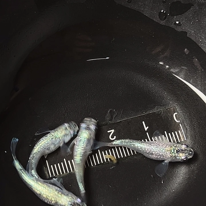 青鳉鱼妖精一组73