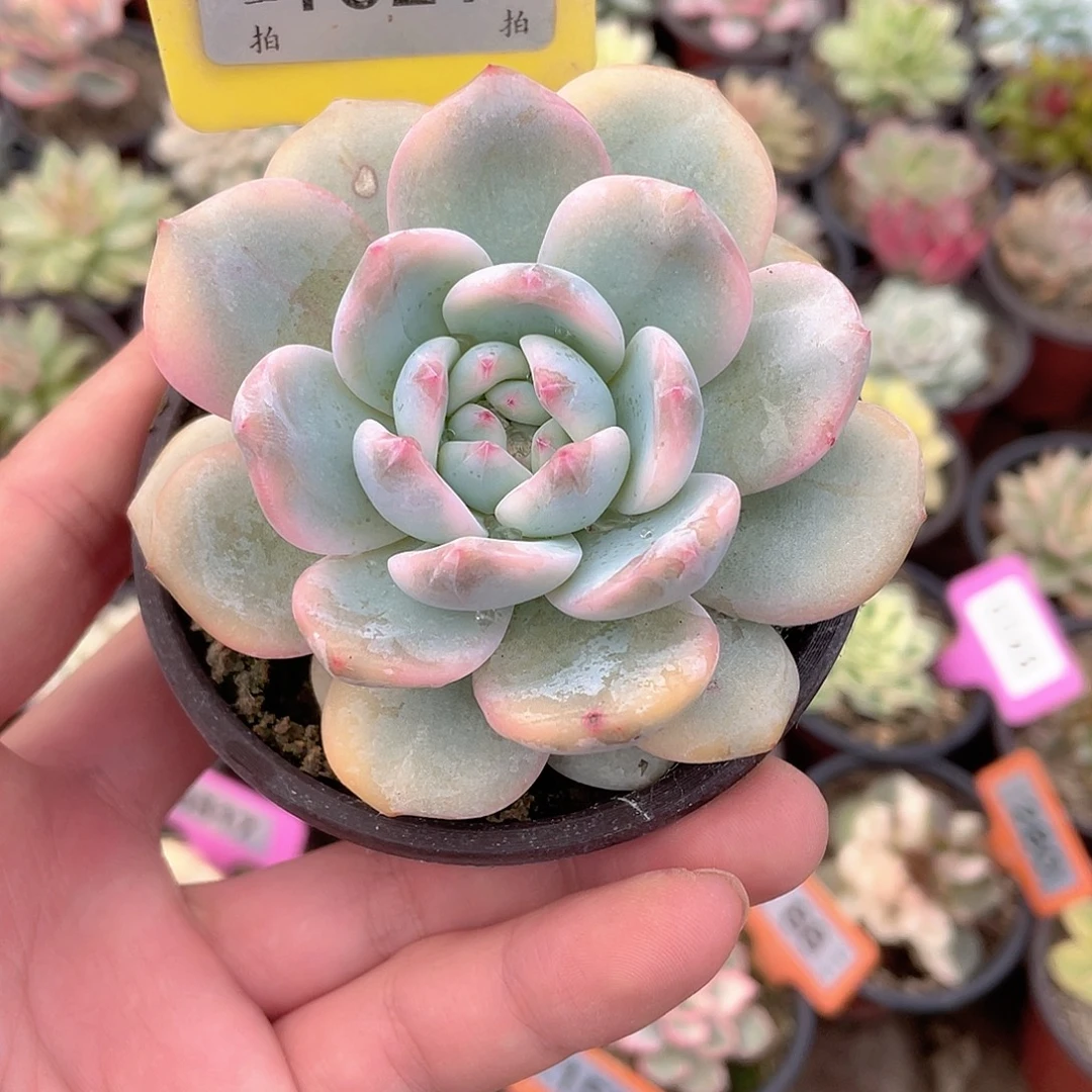 肥体梦露1021号多肉