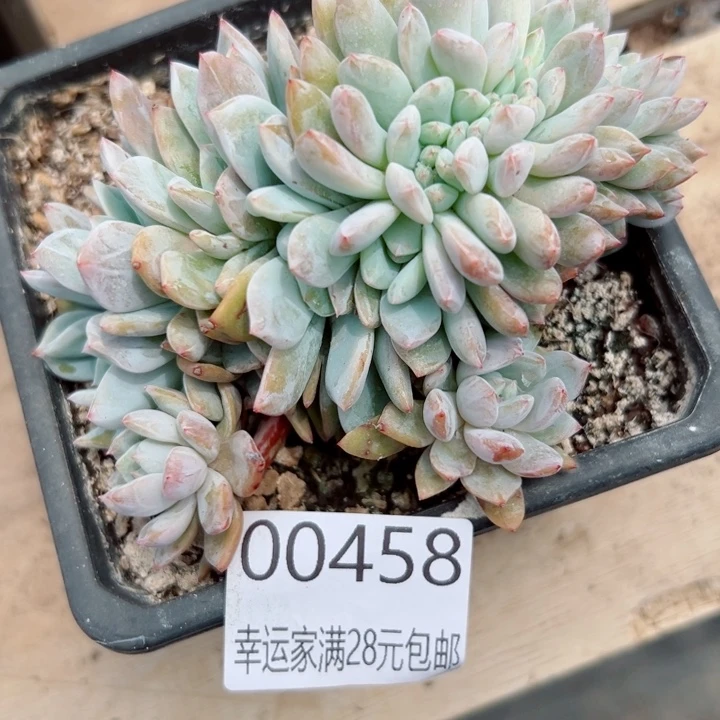 N***a幸运的是我还没遇到00458