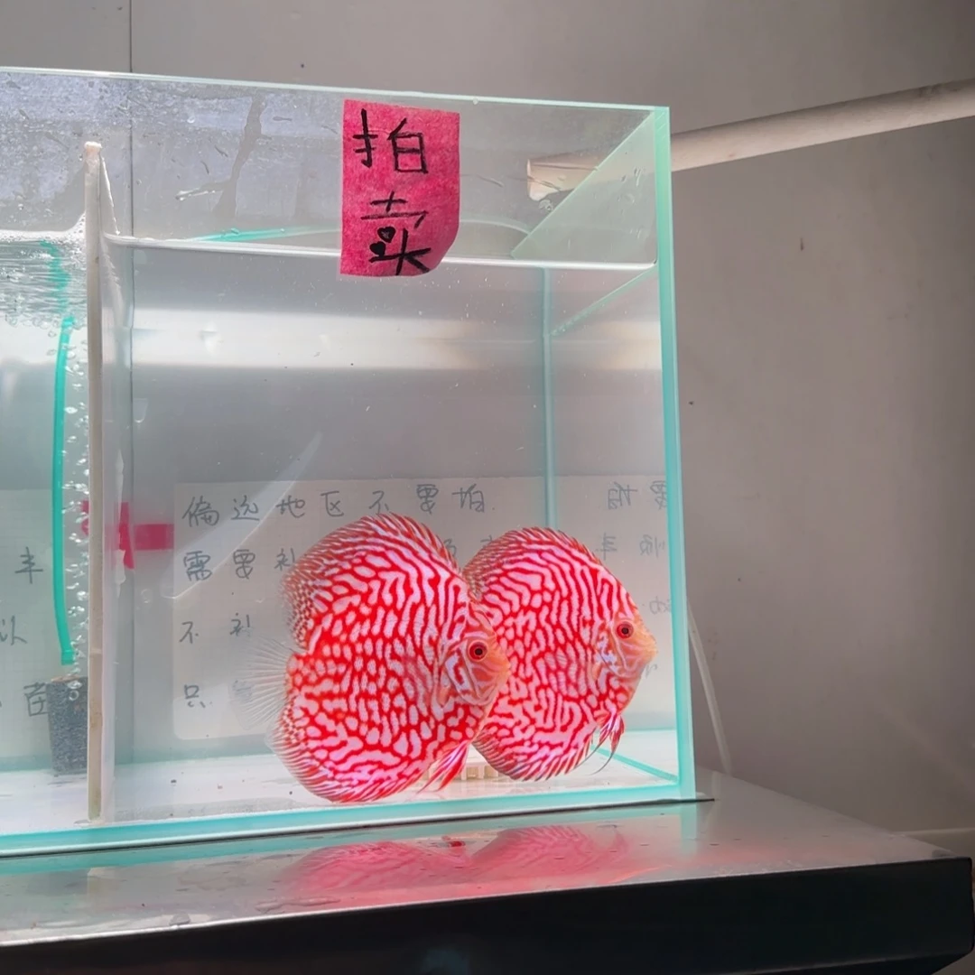 七彩神仙鱼七彩8-11