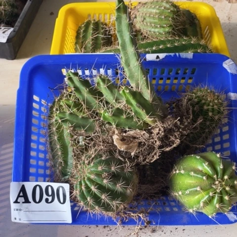 种子苗毛花柱a 090