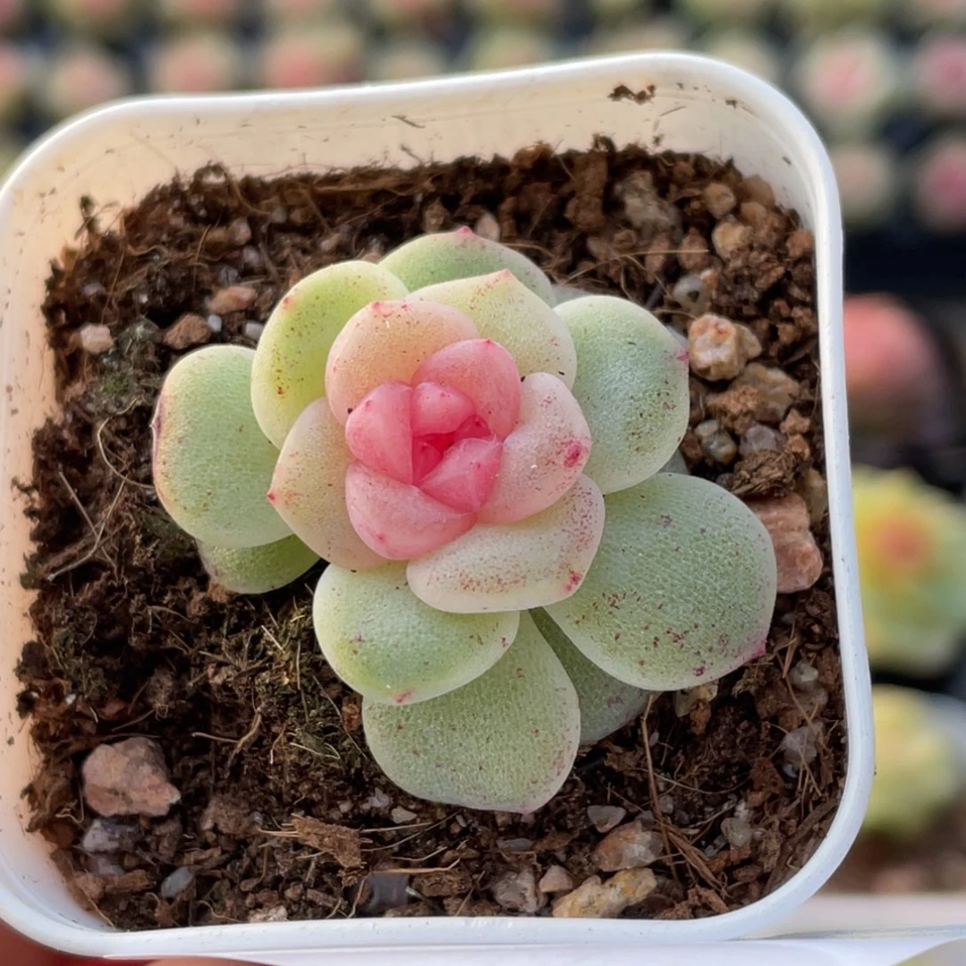 376号糖心冰心珍妮 开播！