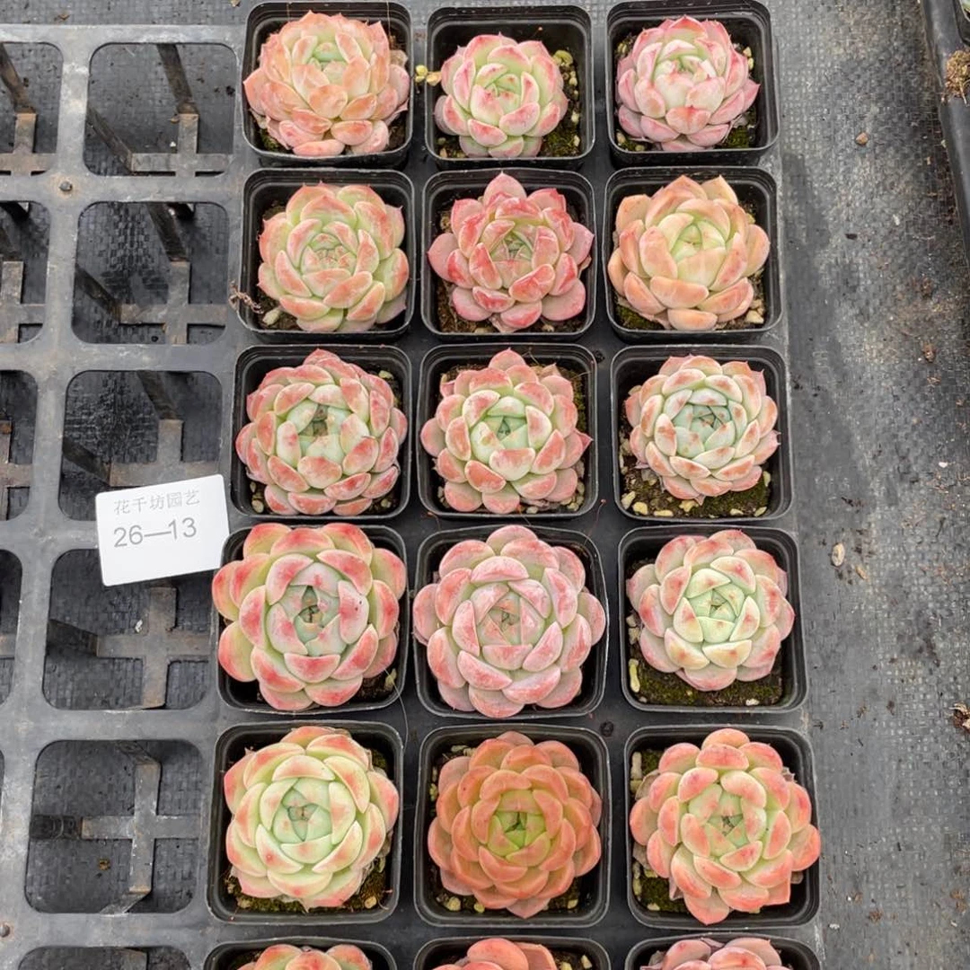 一物一拍18棵26-13