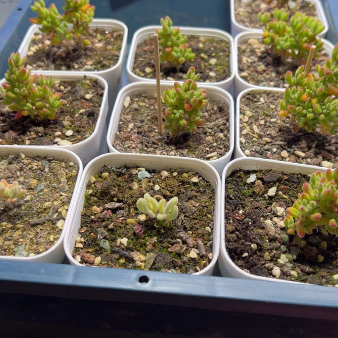 【闪购商品】咁****?d372红宝石锦加不知明