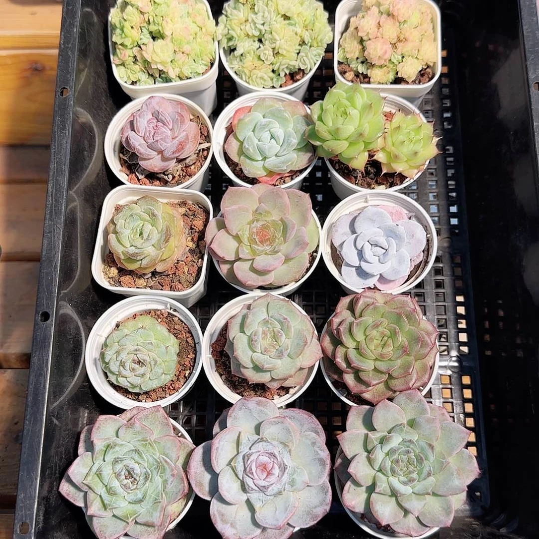 多肉框拍1024--48