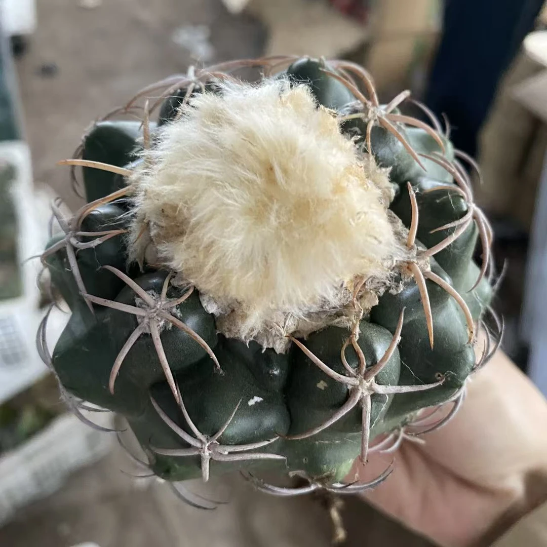 雪顶圆盘玉实生根7cm左右    仙人球漳州基地直发 新手好养