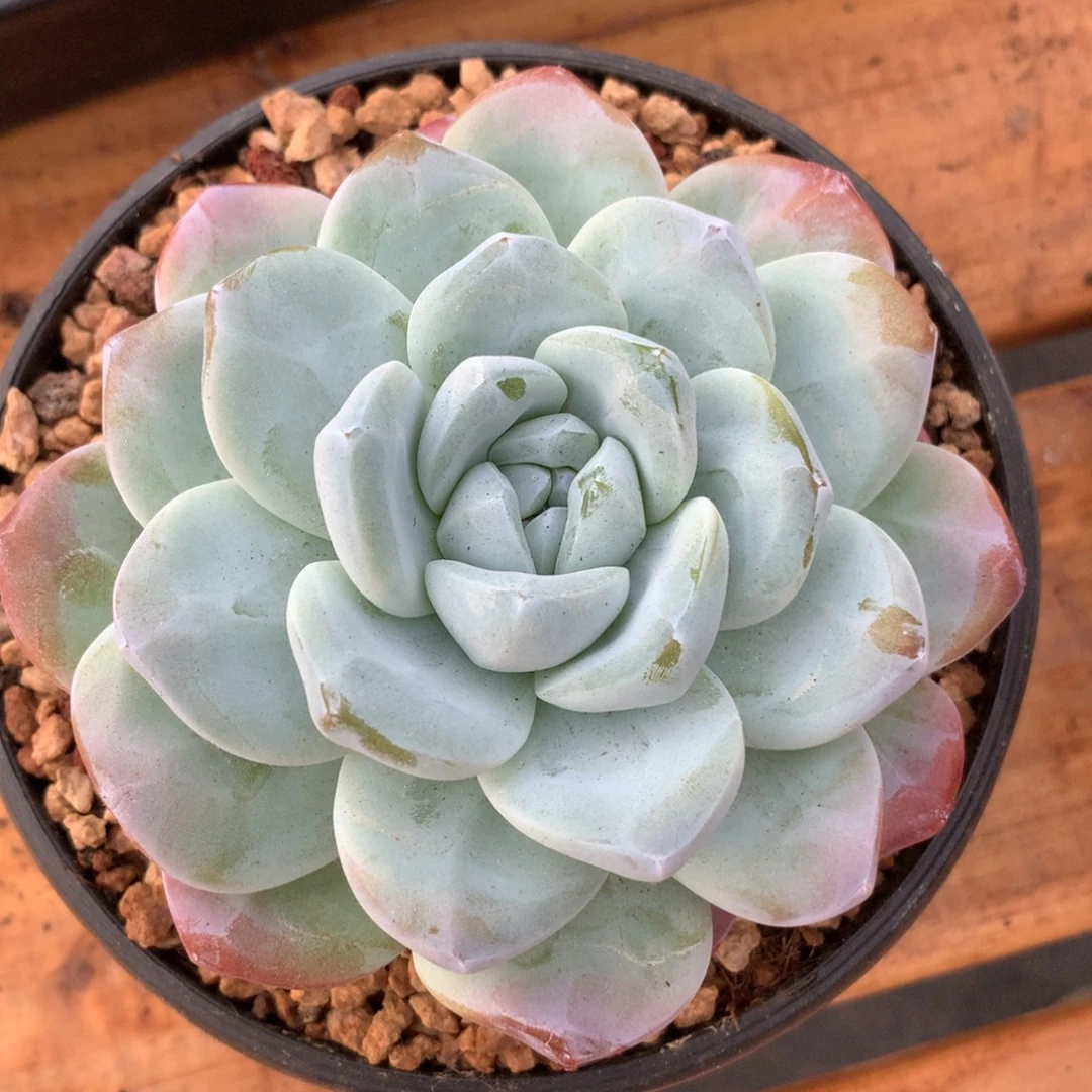 多肉植物 一物一拍