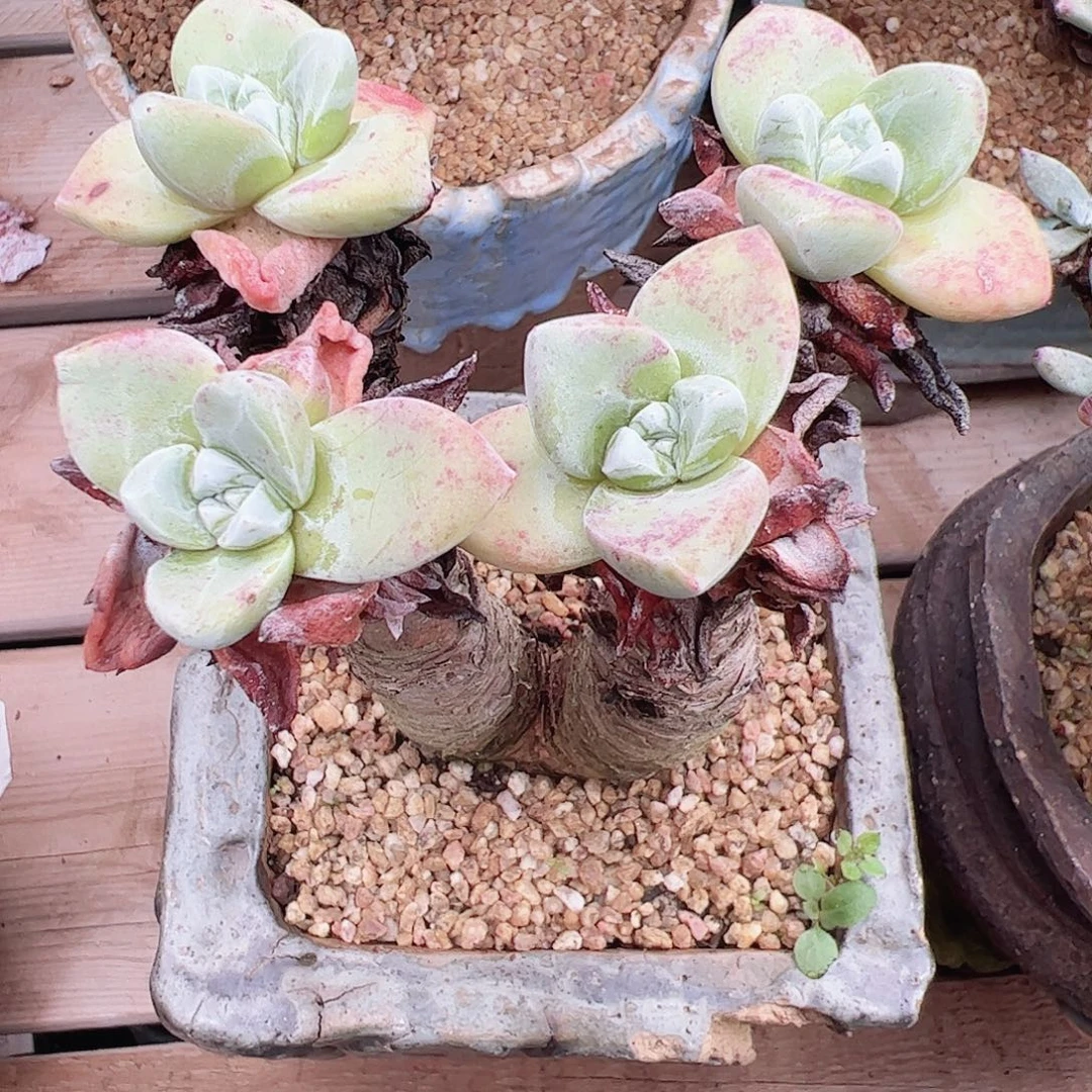 3485苹果叶仙女杯多肉