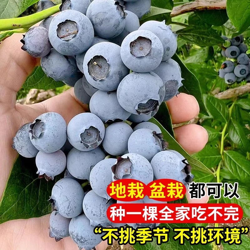 大果蓝莓树苗蓝莓果树苗盆栽地栽阳台庭院南北方种植L25绿宝石