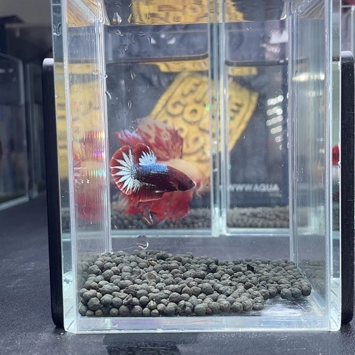 斗鱼51号917早fccp