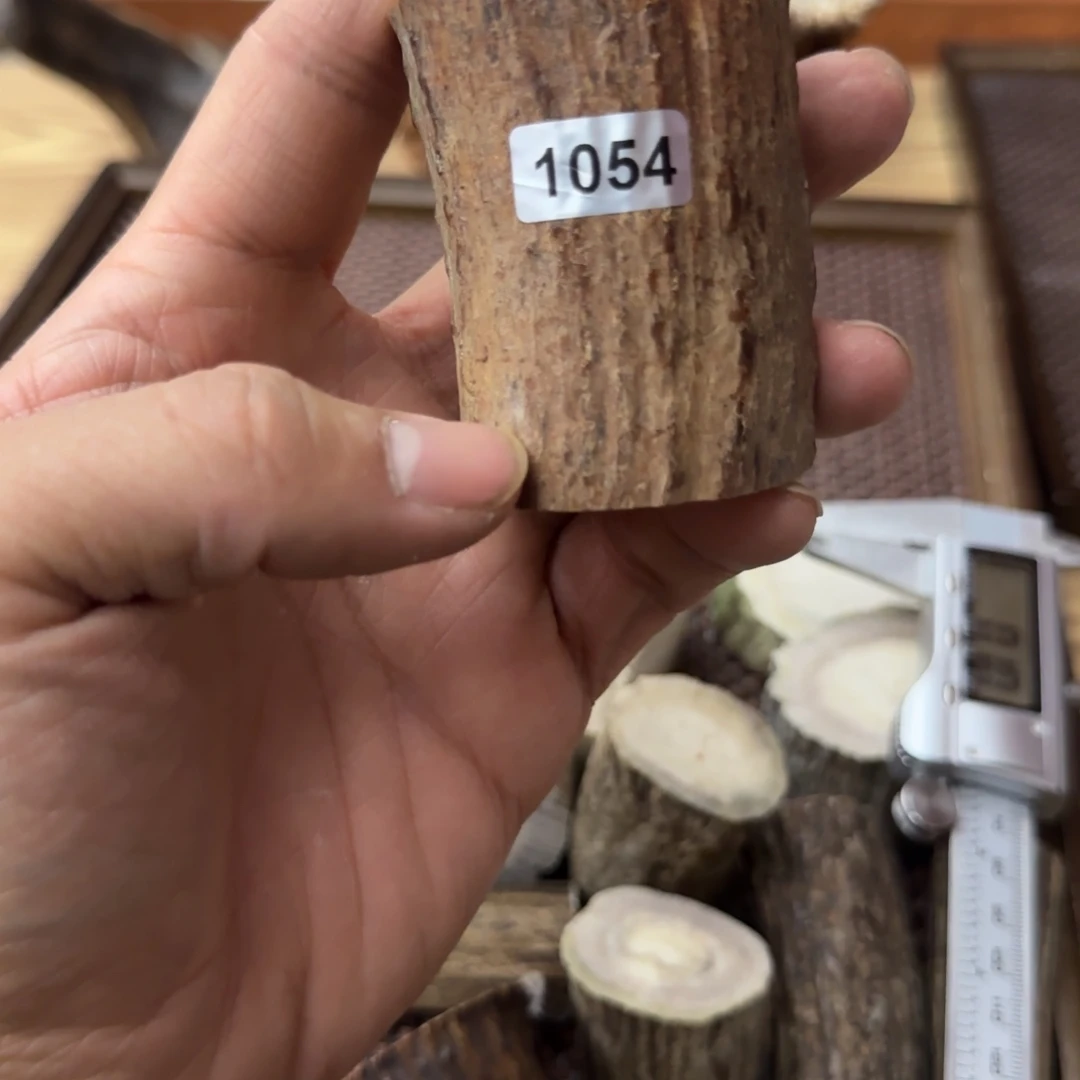 鹿骨其他鹿角段 1054