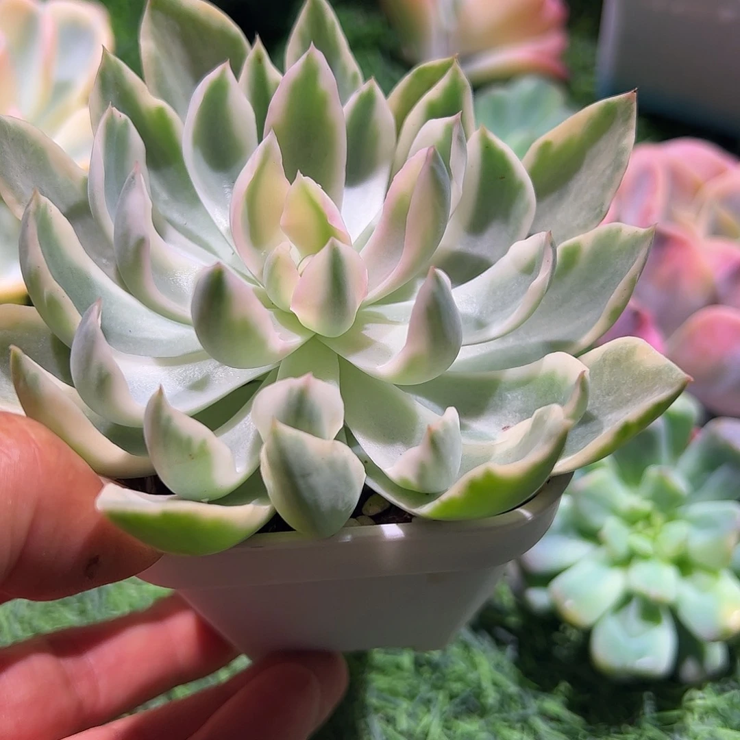 呵***哈多肉植物多肉植物