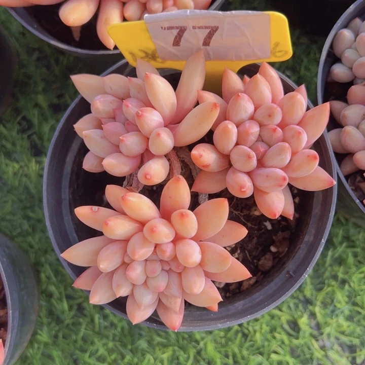 健健康康平平安安