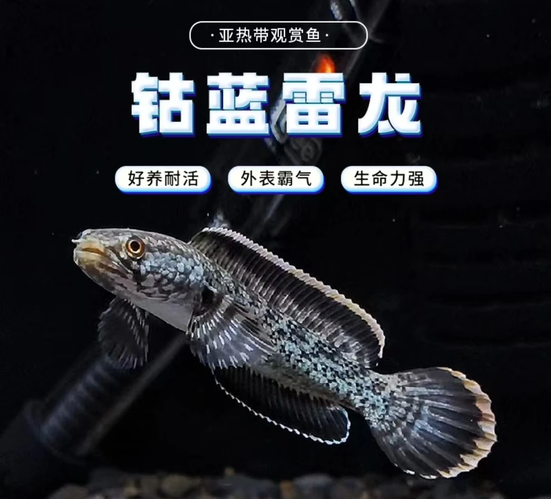 钴蓝雷龙苗子5-6cm