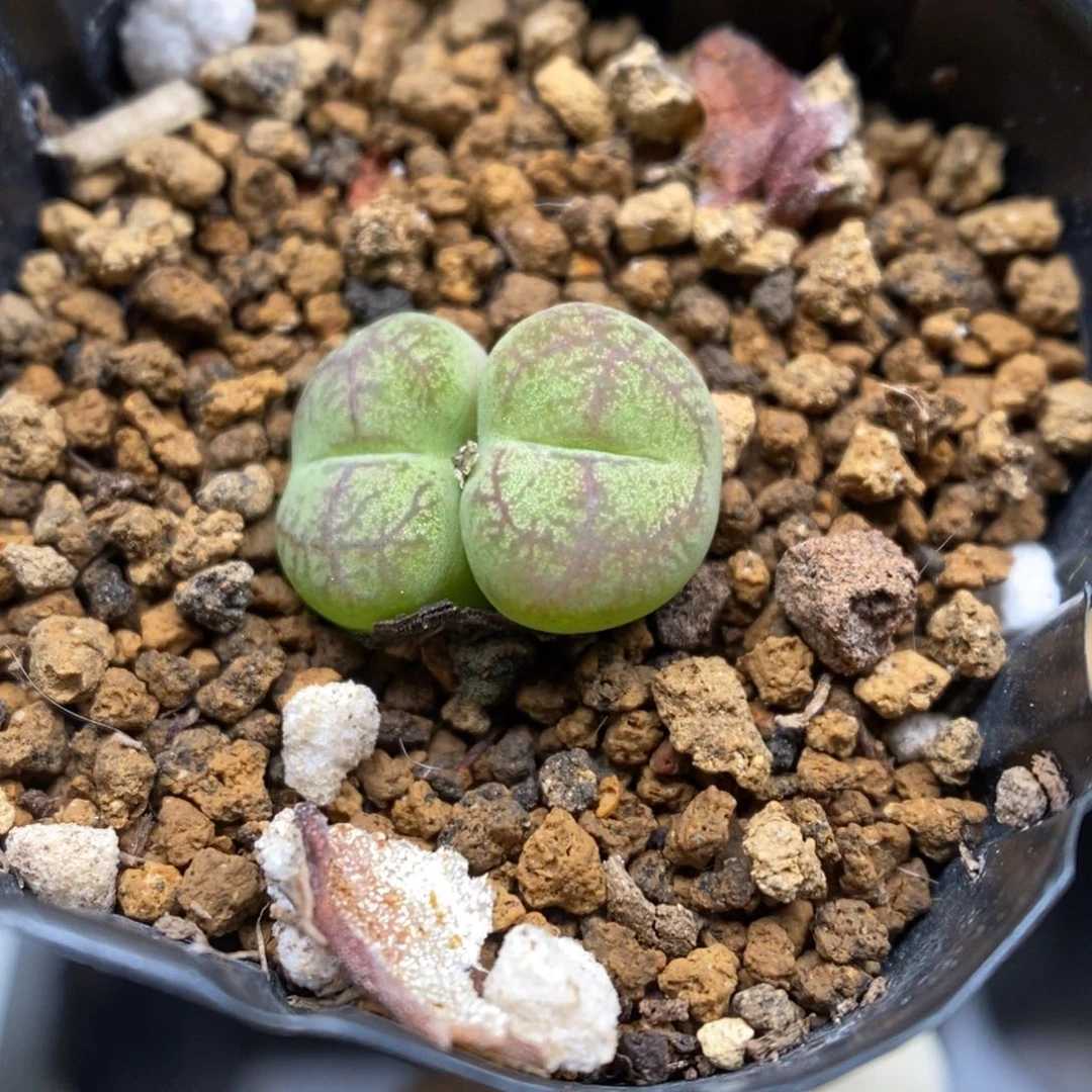 多肉植物肉锥杂交K-5042