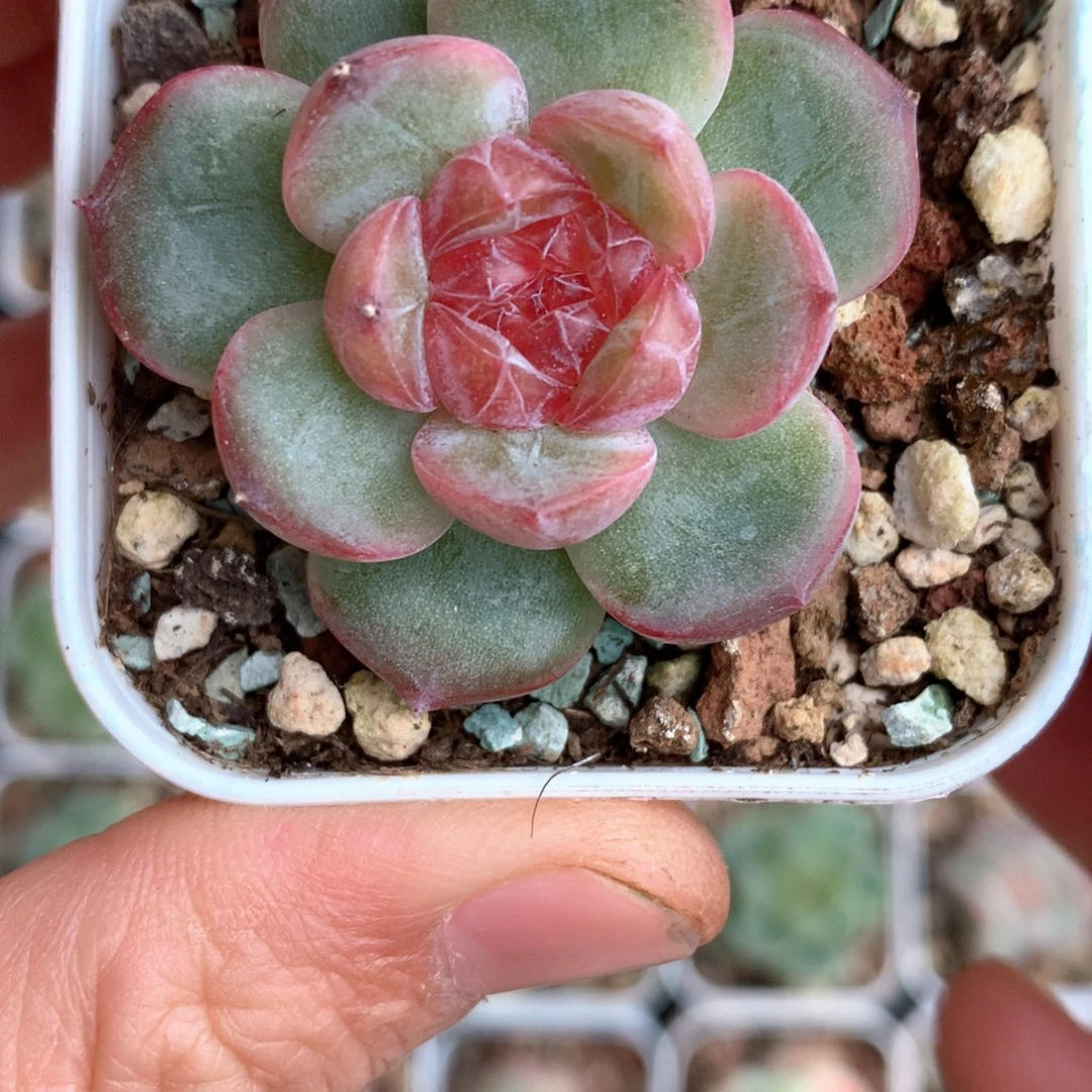 深色心。           40号