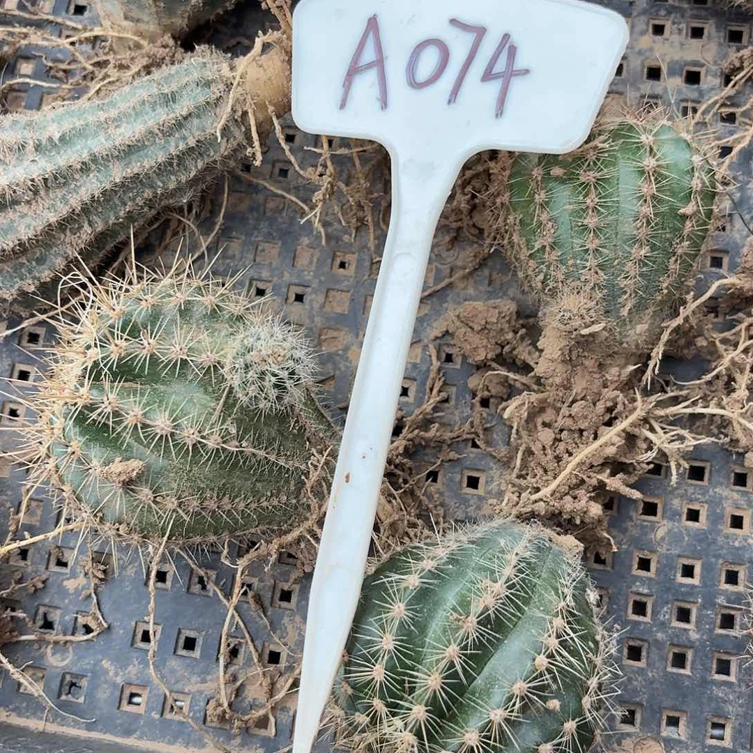 ℳ***果A074,混色一筐瑕疵歪头