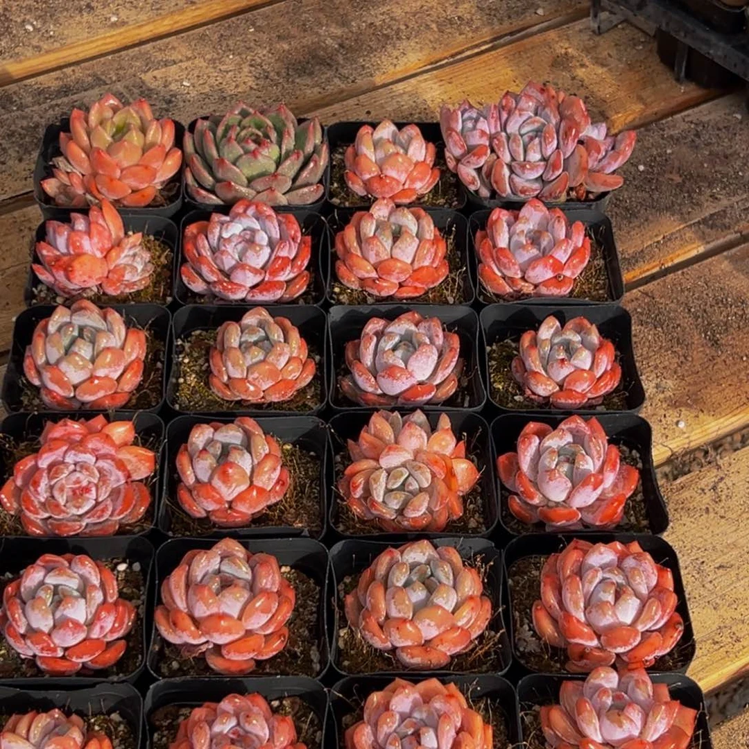 374的人了吧我也是