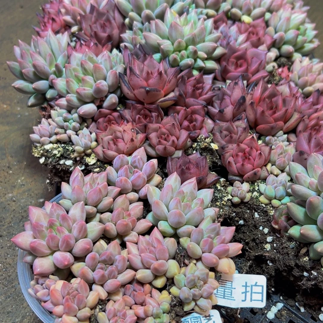 849量拍一盒保底12颗多肉