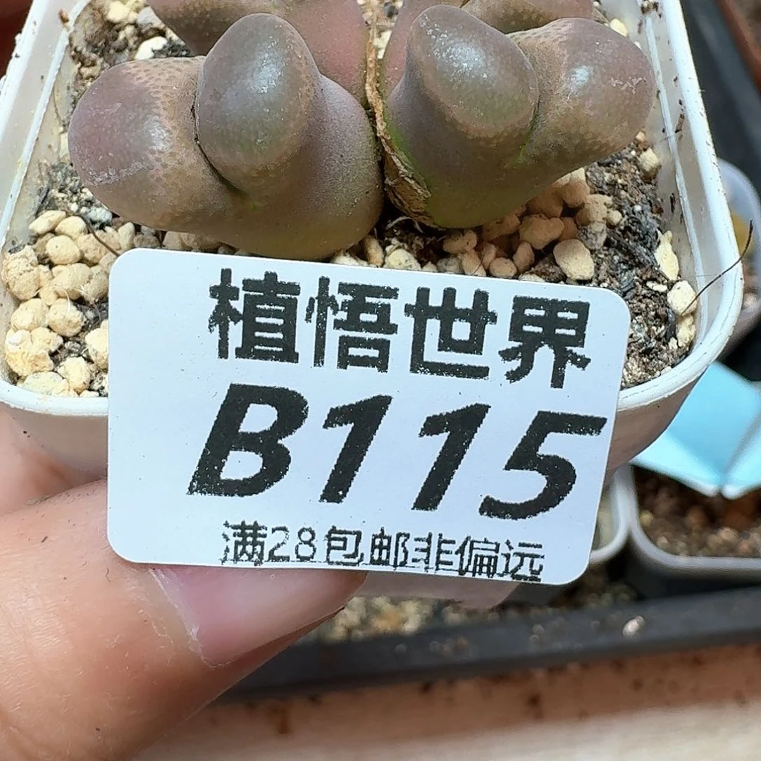 多肉植物的润泽额付出