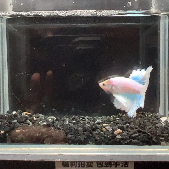 斗鱼满30包邮11日40