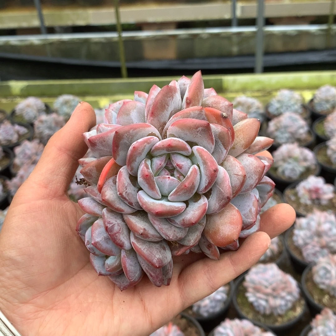 无花朵5头➕4崽哈哈哈哈哈哈无砍