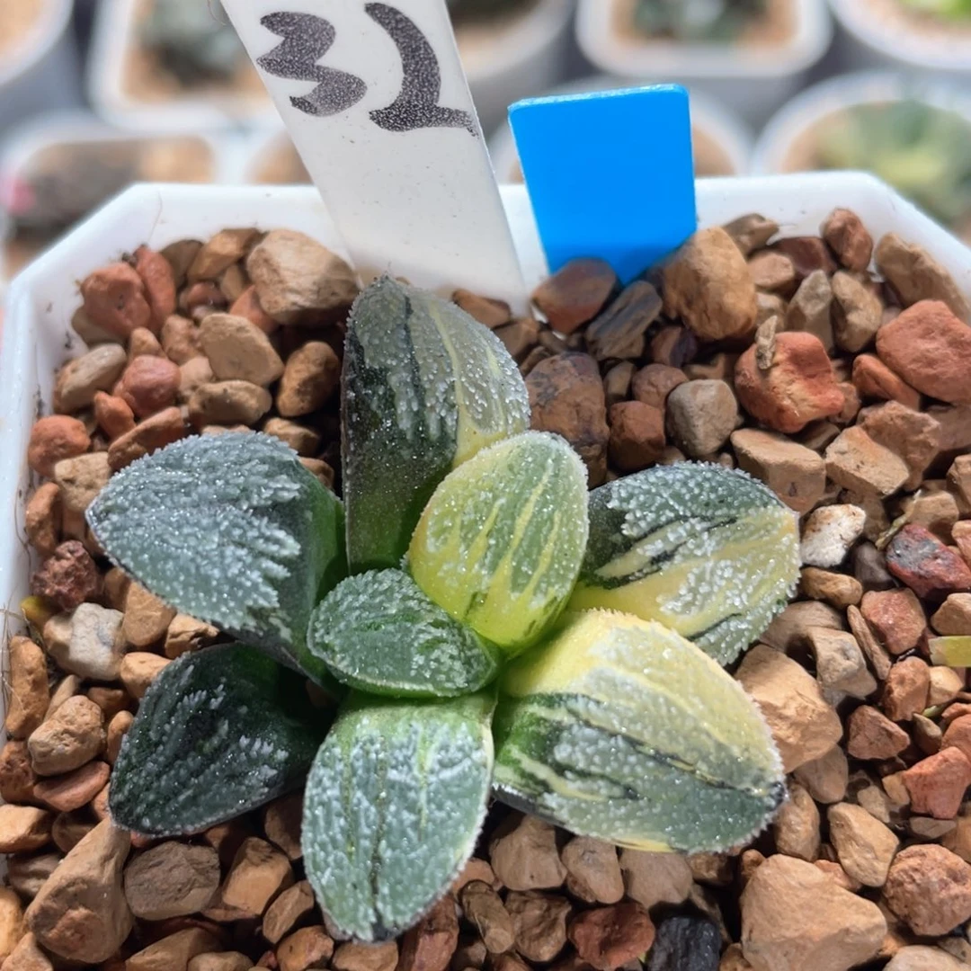 32雪之礼锦。