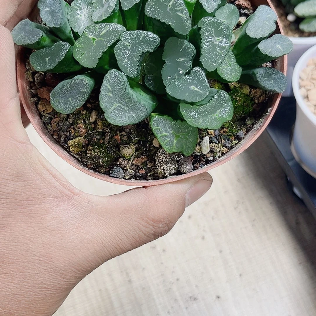 凤凰万象群生新手好养