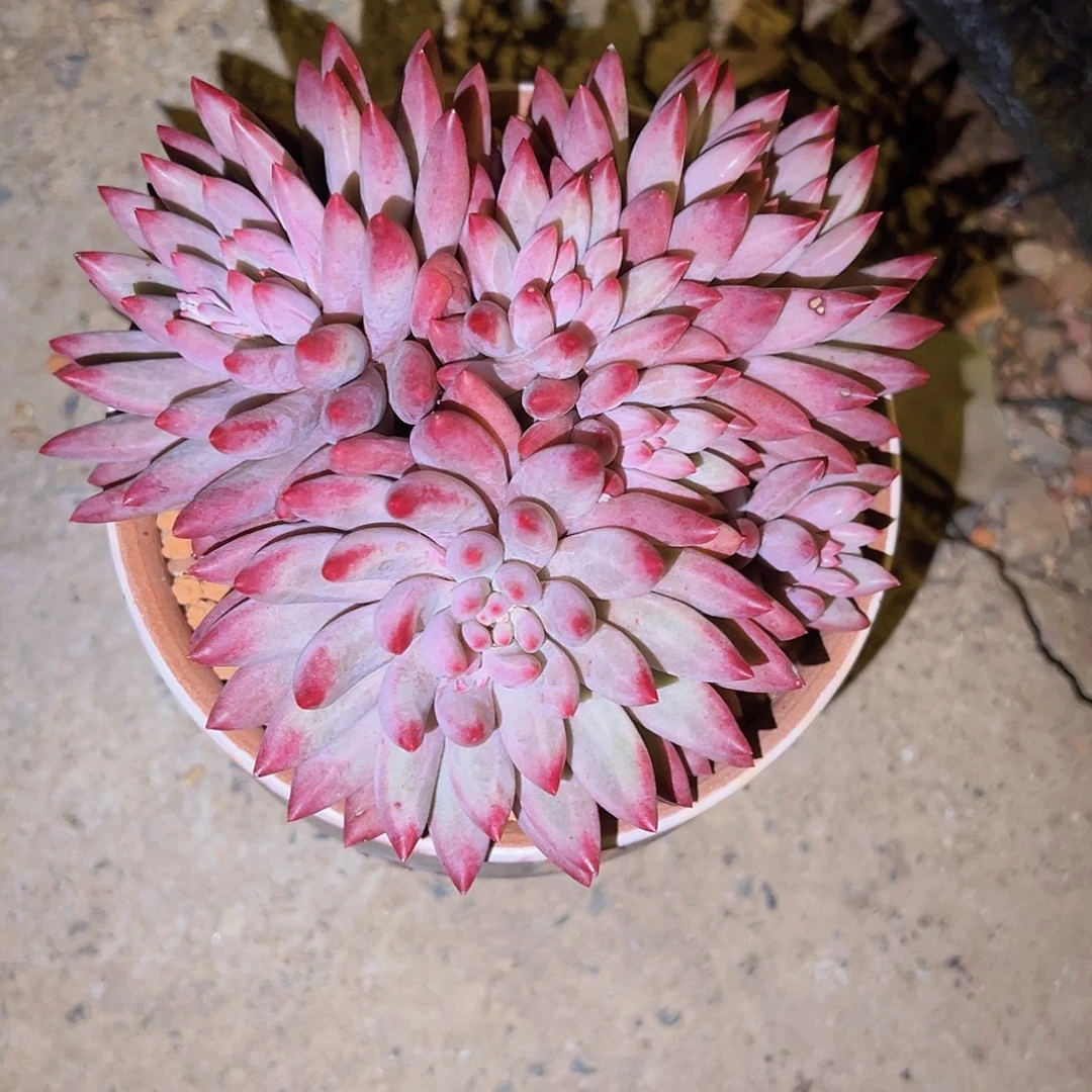 虞美人虞美人虞美人