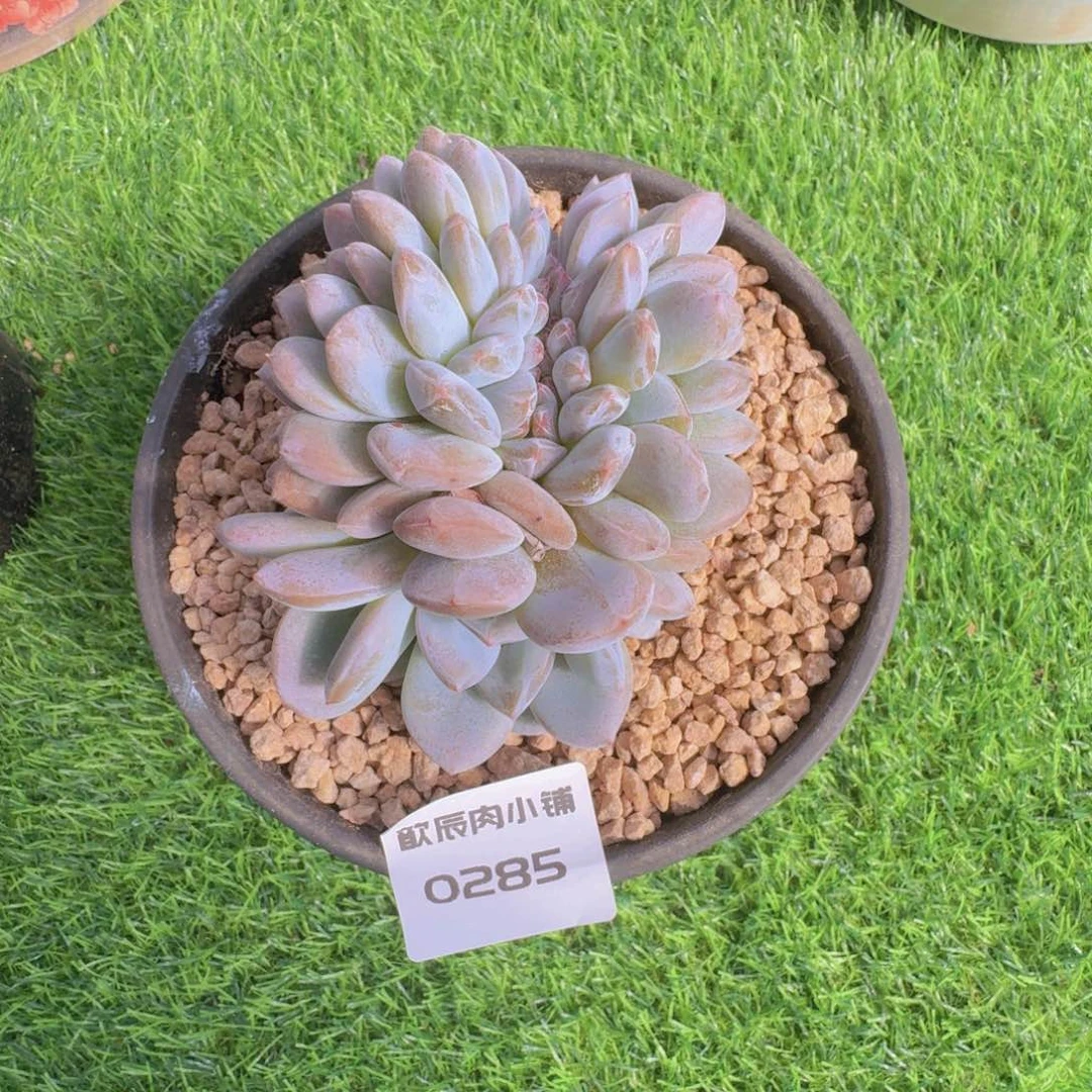 多肉植物石榴籽缀0285