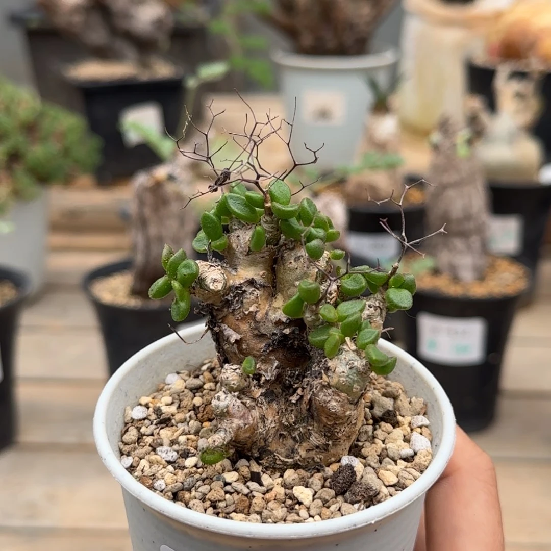 518奇峰锦sp块根植物