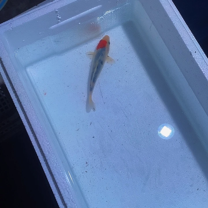 锦鲤锦鲤活鱼开箱包活
